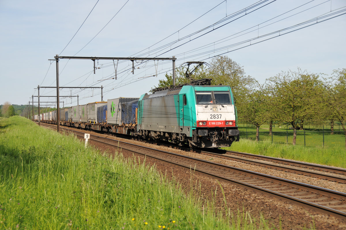 Cobra-Lok 2837 (186 229-1) erwischte ich auch am 17/05/2017 in s'Herenelderen, hier auf dem Weg Richtung Aachen-West.