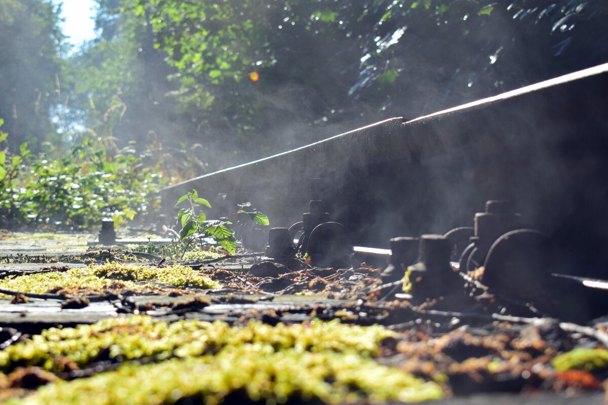 Dampfende Schienen. Früh morgens verdampft bereits der Tau wieder von den stillgelegten Gleisen des Streckenastes zur Kreuzbergstraße in Dessau.

Dessau 27.07.2020