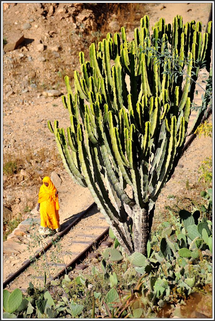 Das Bahntrasse entlang der steilen Berghänge bei Shegerini wird nehr durch Fussgänger als durch Züge frequentiert. (10.12.2014)