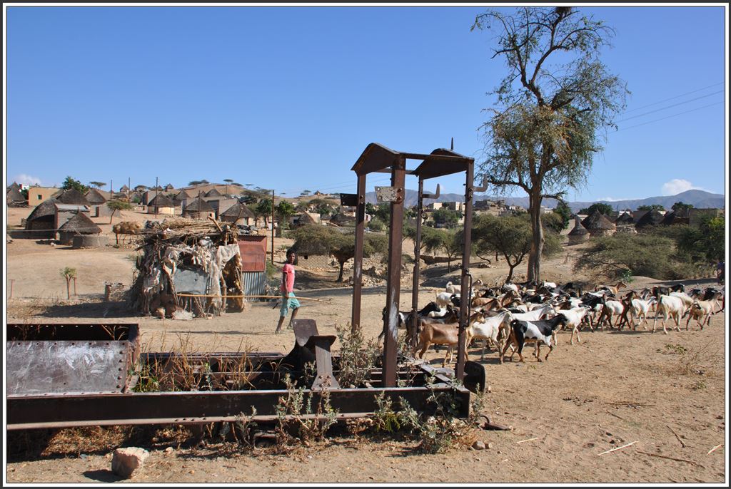 Das Bahntrassee mit den vergessenen Güterwagen in Halib Mentel ist für die Bauern ein bequemer Weg um ihre Viehherden in andere Gebiete zu führen. (02.12.2014)