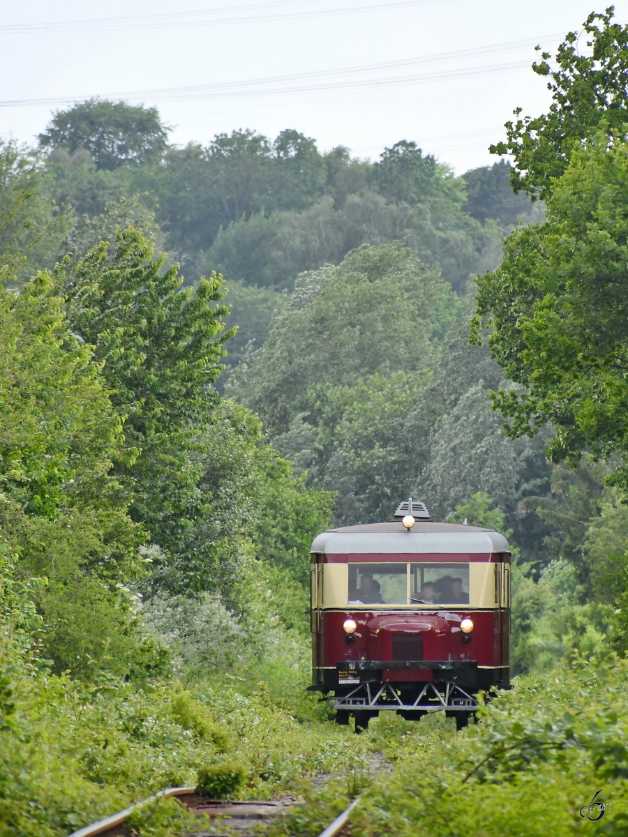 Das Bochumer Schweineschnäuzchen ist wieder unterwegs und  kämpft  sich hier am Hattinger Stadtrand durch das verträumte Grün. (Juni 2019)