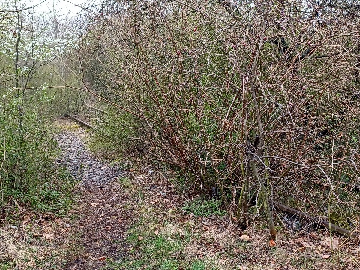 Das ehem. Gleis zur Tongrube am Roten Berg in Erfurt, am 21.03.2024.