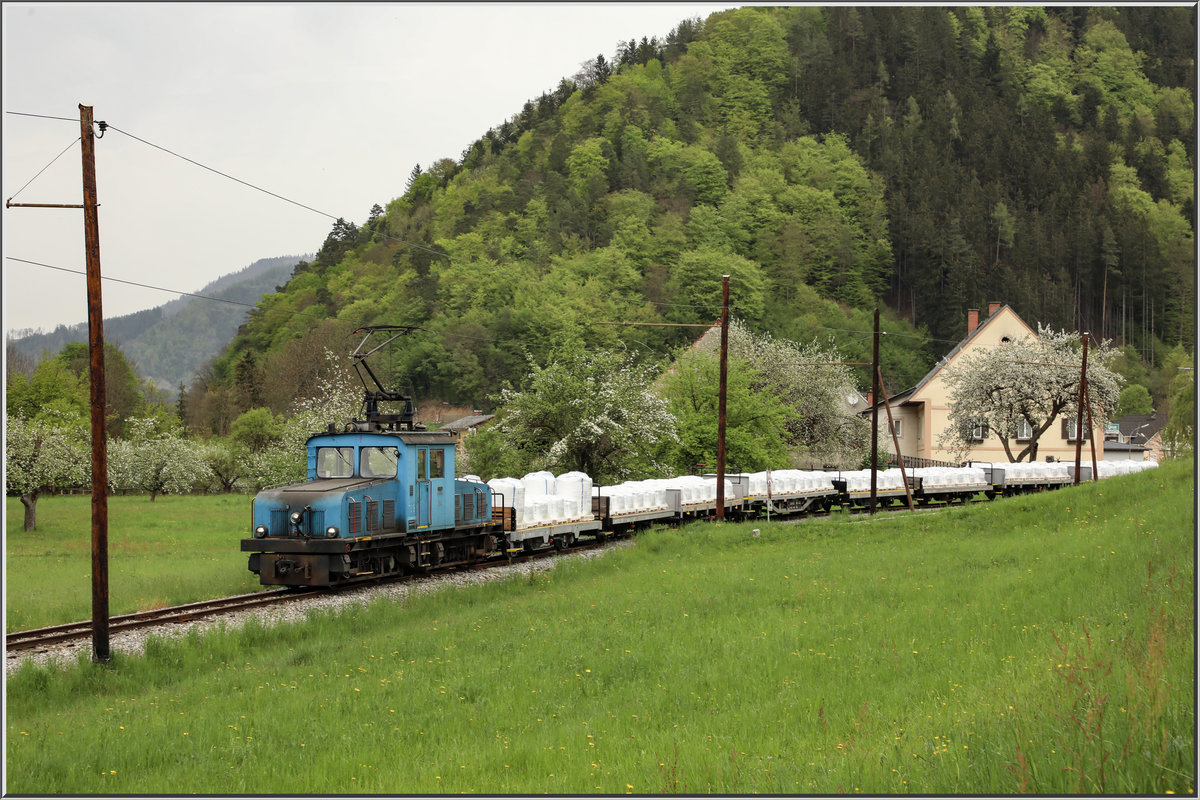 Das eigentliche Ziel , Mautstatt mit den Apfelbäumen. 
Der trübe 26.04.2019 brachte zwar keine Sonne aber doch viele Motive für mich .

