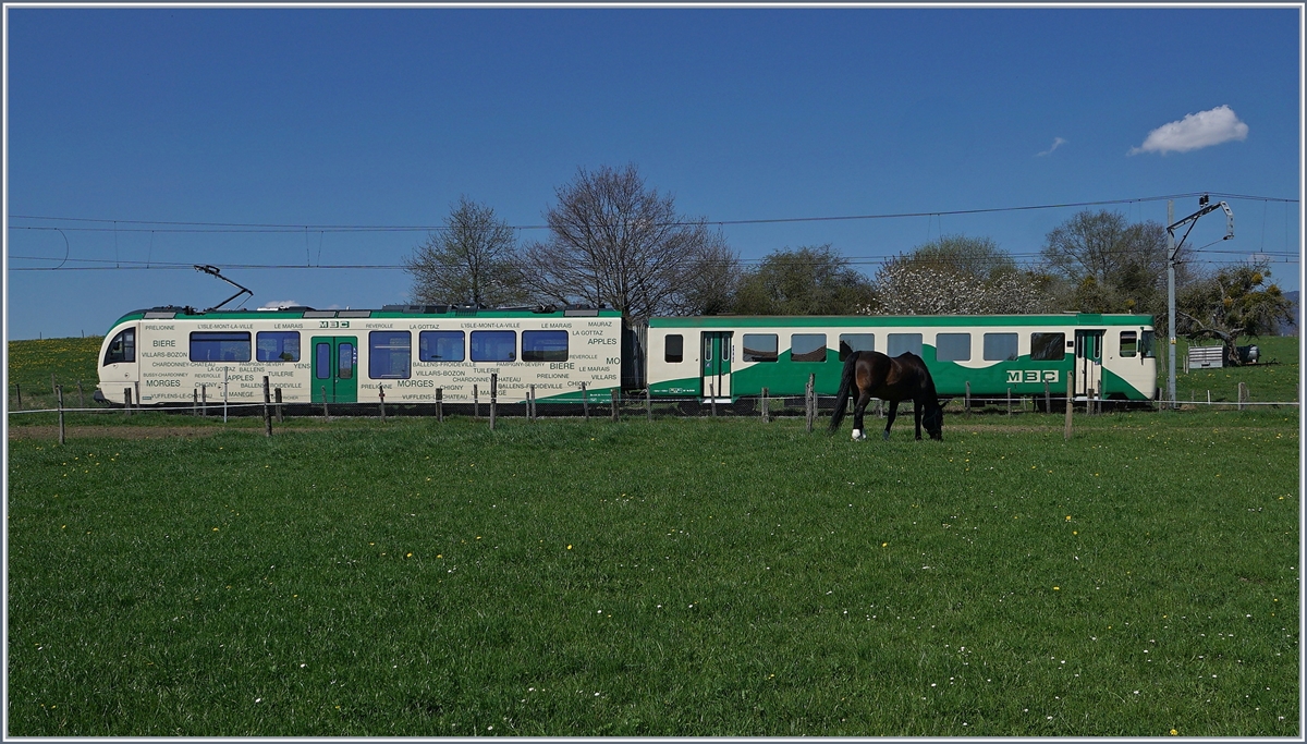 Das Pferd stand eine Weile perfekt im angedachten Bild, bis es sich kurz vor der Vorbeifahrt des Zuges entschloss den Fressplatz zu wechseln, und so bliebt nur diese  Notschlachtung : Der BAM MBC Regionalzug 522, bestehend aus Bt 54 und Be 4/4 35 (SURF), auf der Fahrt nach L'Isle kurz nach der Abfahrt in Apples.
12. April 2018