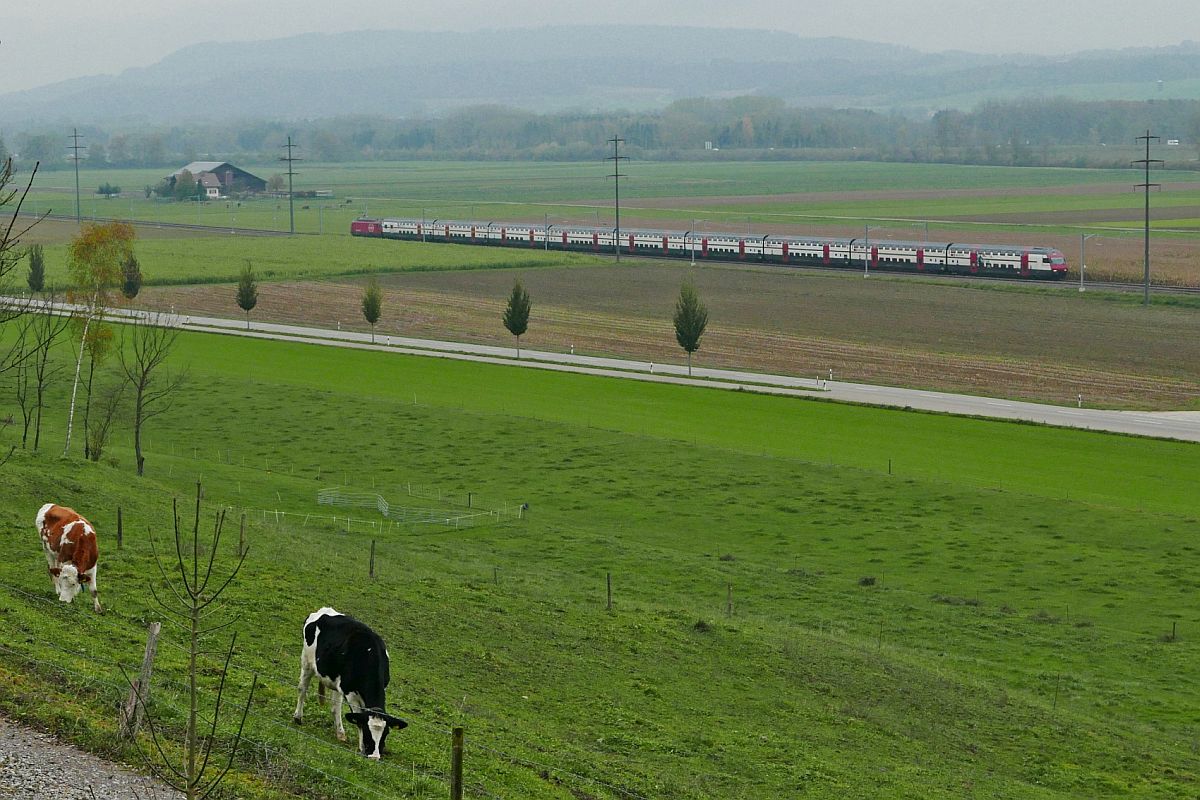 Das weite Thurtal, ein Zug, zwei Kühe - An einem leicht nebligen Herbsttag befindet sich bei Eschikofen IR 2123 auf der Fahrt von Zürich nach Konstanz (01.11.2019).