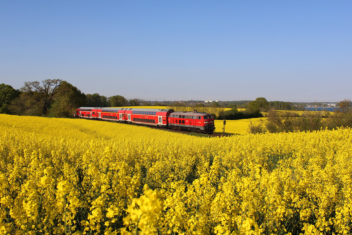 DB 218 435-6 zieht ihre RB85 von Neustadt(Holst) nach Lübeck Hbf durch das frühlingshafte Rapsmeer bei Sierksdorf. (12.05.2023)