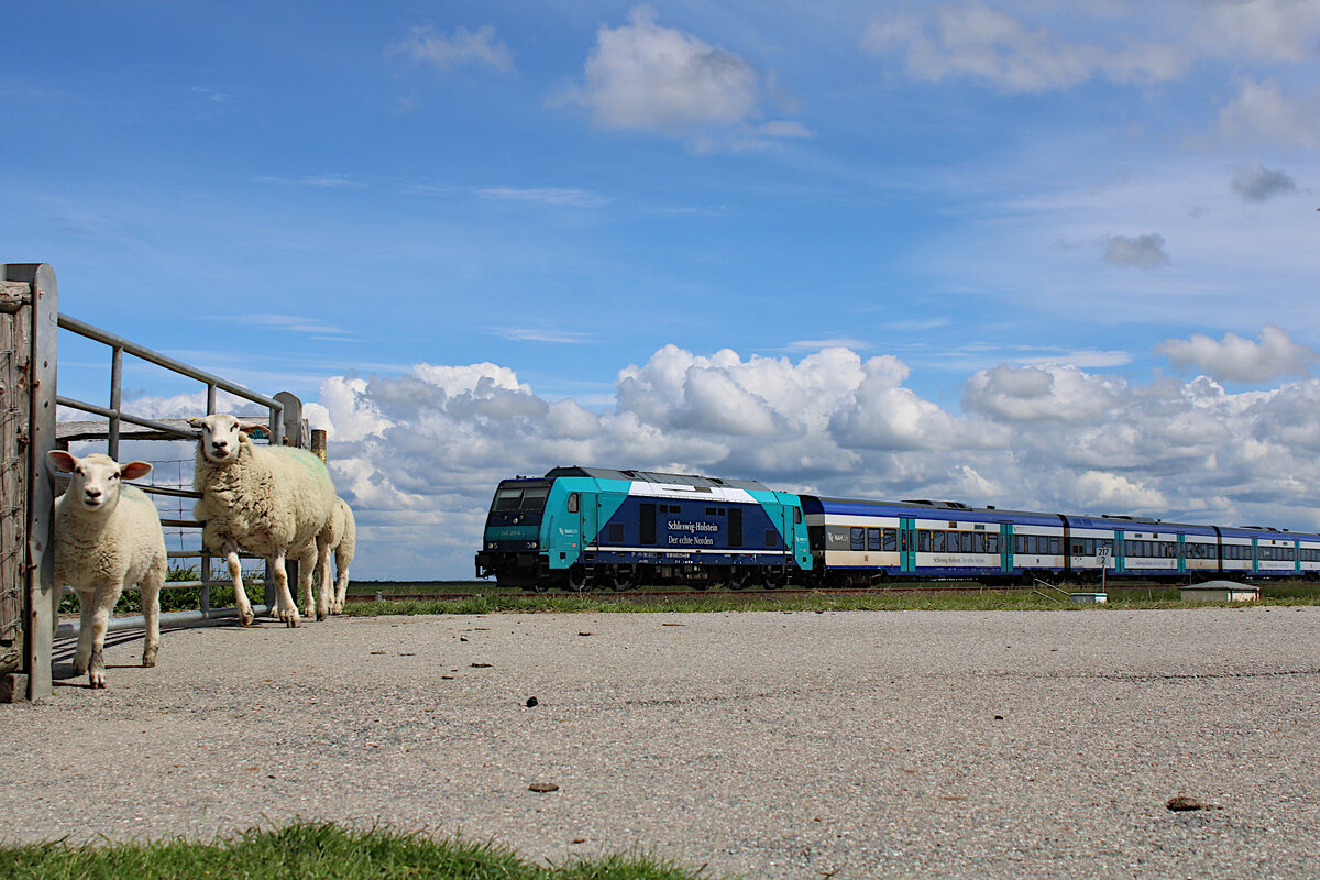 Deichschafe sind im nördlichen Bereich der Marschbahn ein gewohntes Bild. DB 245 213-4 dieselt währenddessen am 31.05.2022 mit ihrem RE6 nach Westerland(Sylt) und verlässt hier gerade das Festland.