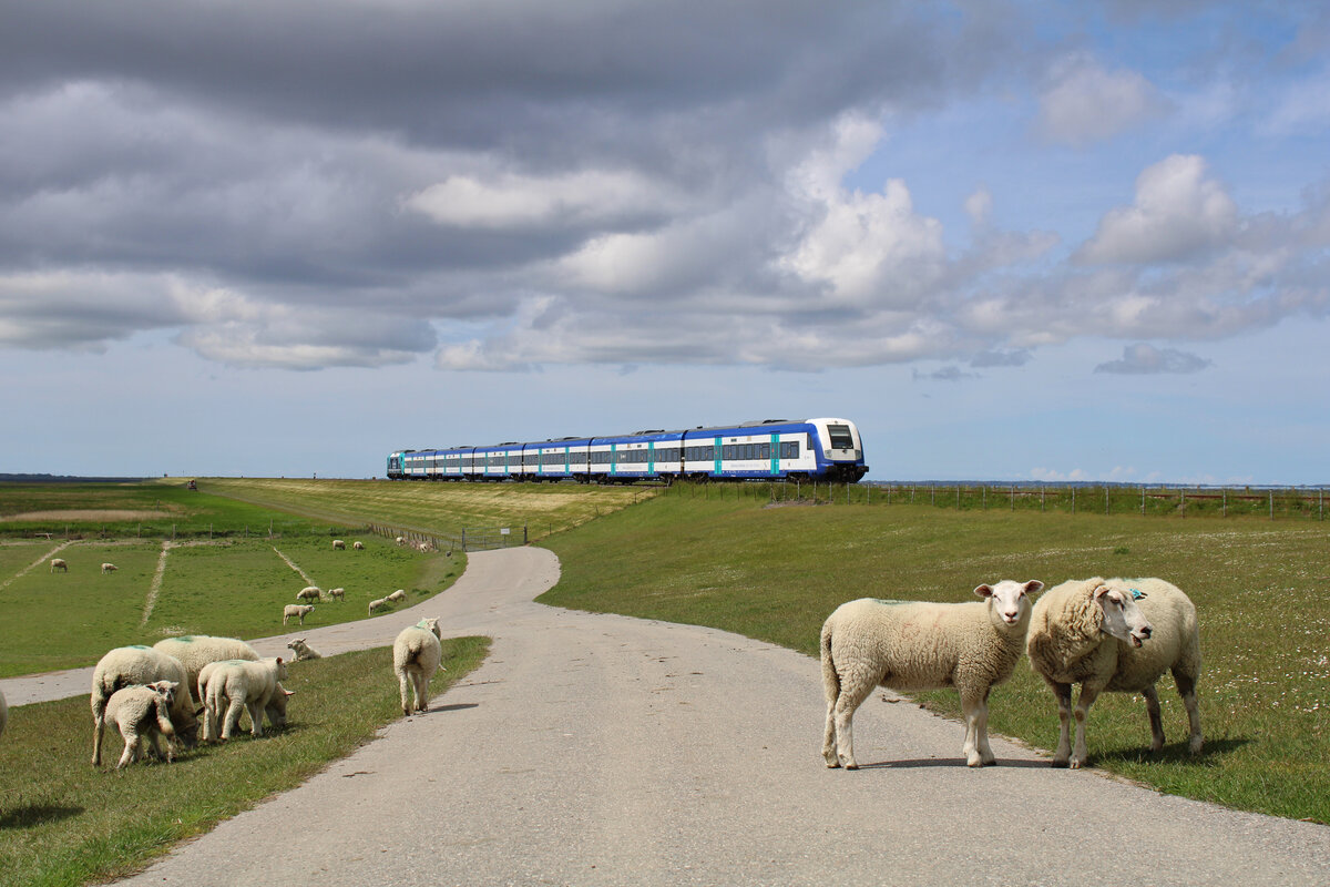 Deichschafe sind im nördlichen Bereich der Marschbahn ein gewohntes Bild. Ein RE6 erreicht hier gerade über den Hindenburgdamm das Festland. (31.05.2022)