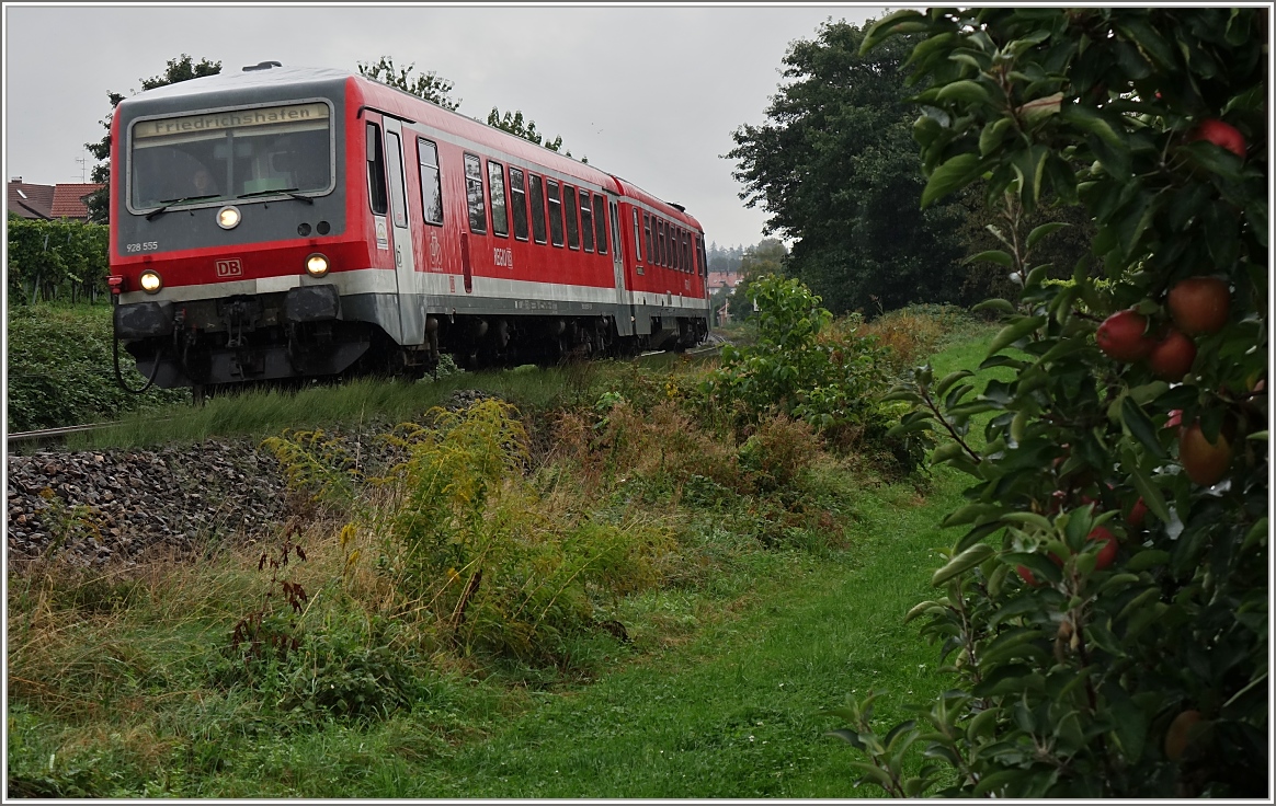 Der 928/628.555 fährt auf seinem Weg nach Friedrichshafen an einer Apfelplantage bei Nonnenhorn vorbei.
(18.09.2015)