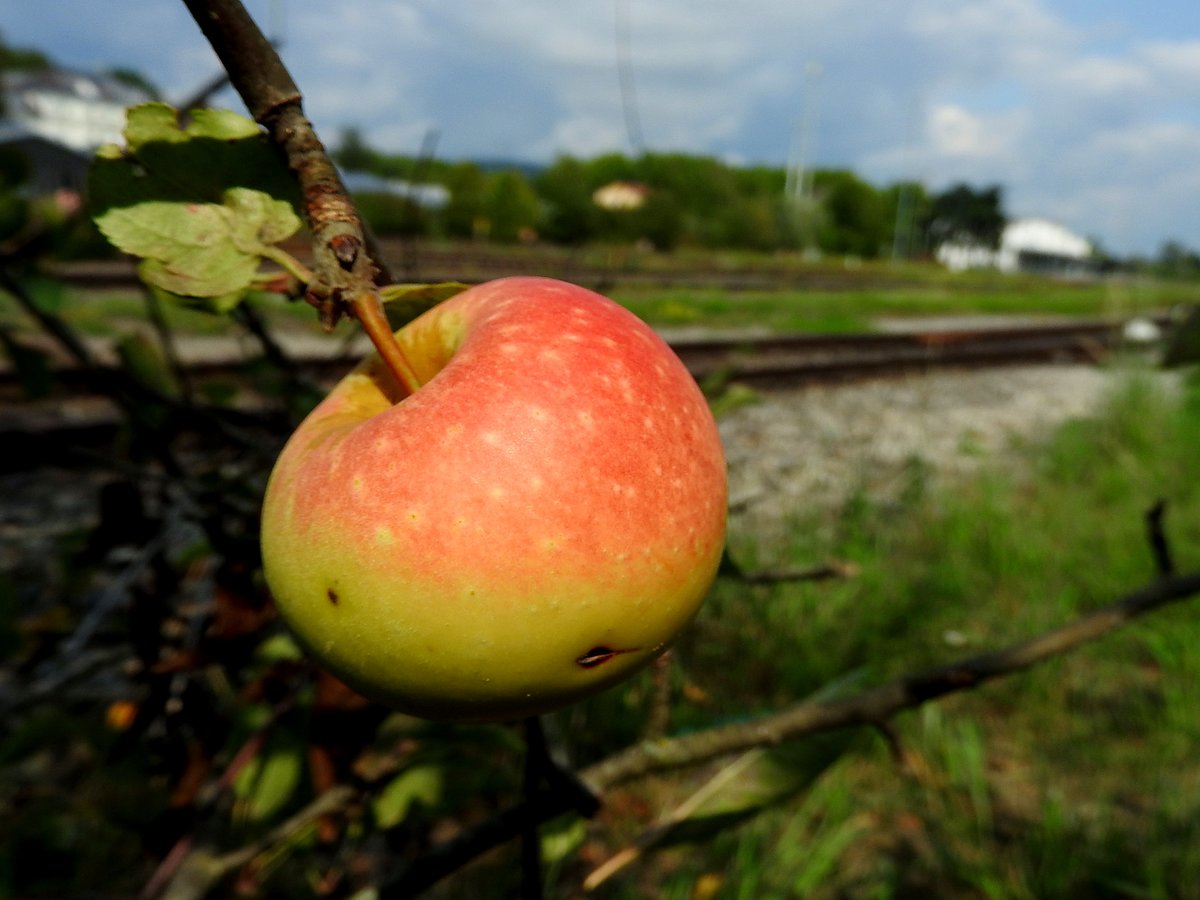  Der APFEL  wartet im Bereich des Bahnhofes SIMBACH/Inn auf seine Ernte; 180826