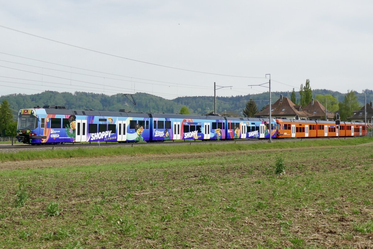 Der Be 4/12 72  Shoppy Express  mit der neuen Vollwerbung fürs Einkaufszentrum Shoppyland Schönbühl mit dem Be 4/12 66 am 29.4.24 zwischen Urtenen und Jegenstorf.