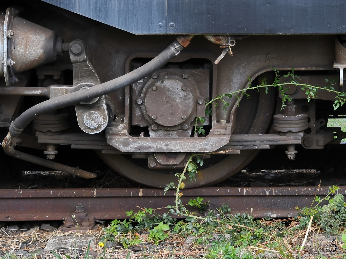 Der Beginn des Dornröschenschlafes? MEG 203 wird von einem Dornenstrang vereinnahmt. (Weimar, August 2018)