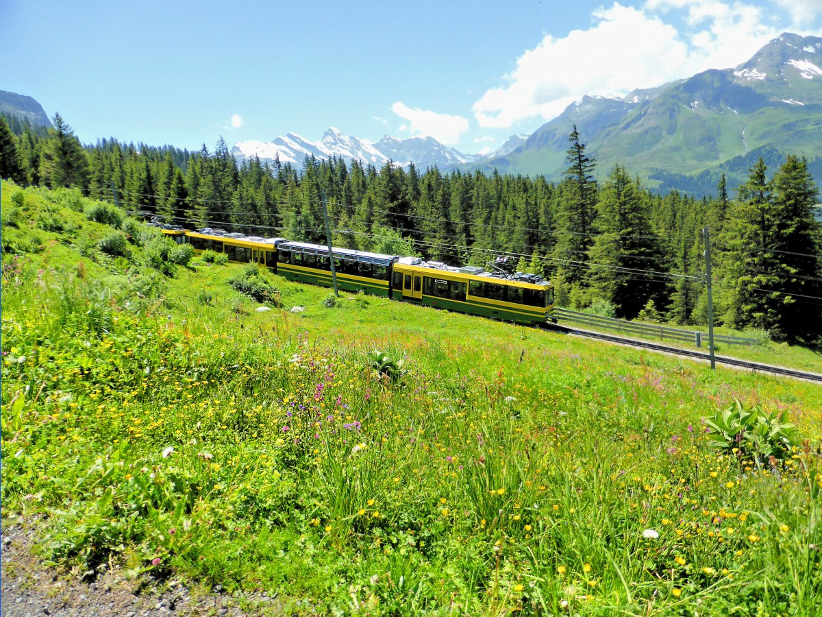 Der bisher neuste Triebwagen der Wengernalpbahn, Wagen 149 unterhalb der Wengernalp, 28.Juni 2015. 