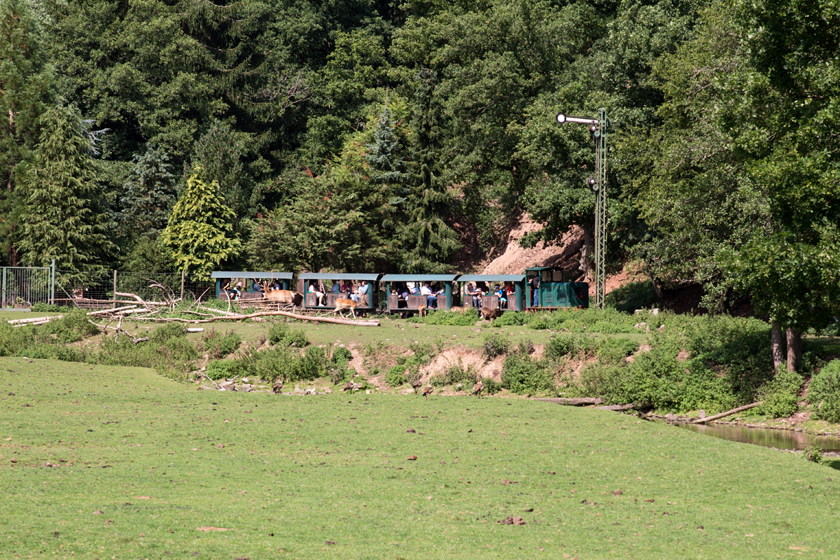 Der erste Zwischenhalt des Tages zum hautnahen Wild-Füttern im Eifelzoo Lünebach wurde eingelegt. (26.08.15)