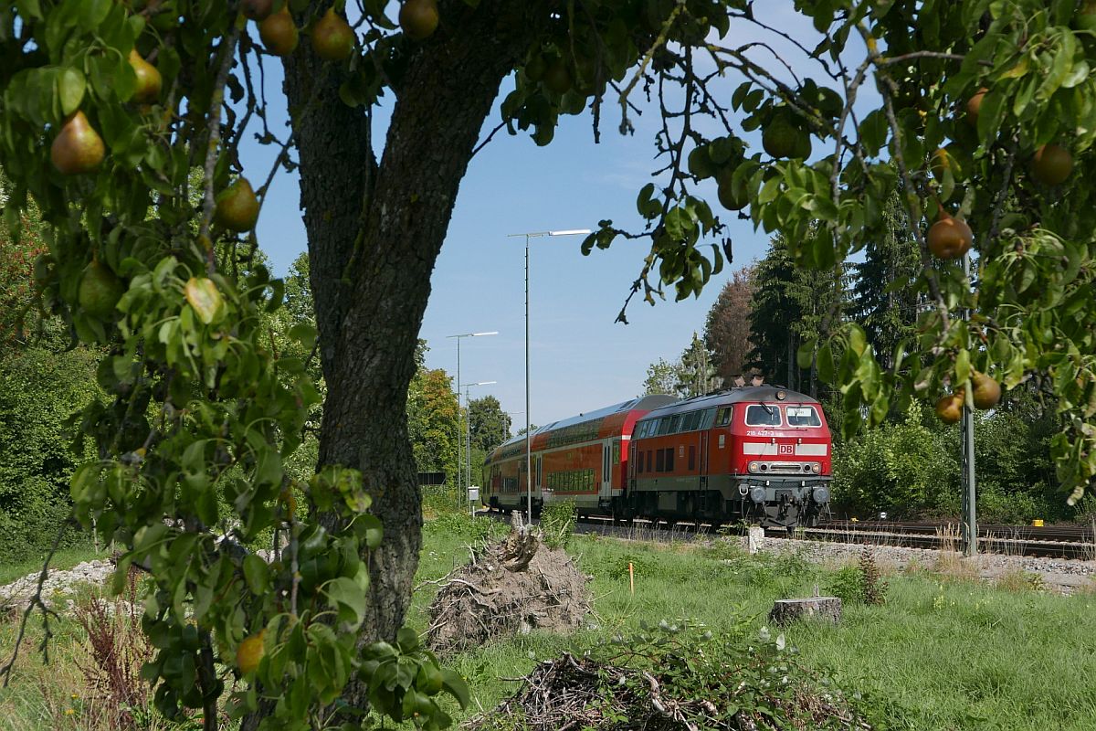 Der mit Birnen umrandete Blick auf 218 427-3, die am 11.09.2018 als RE 27661, Laupheim West - Lindau, in den Bahnhof von Biberach (Riß) einfährt.