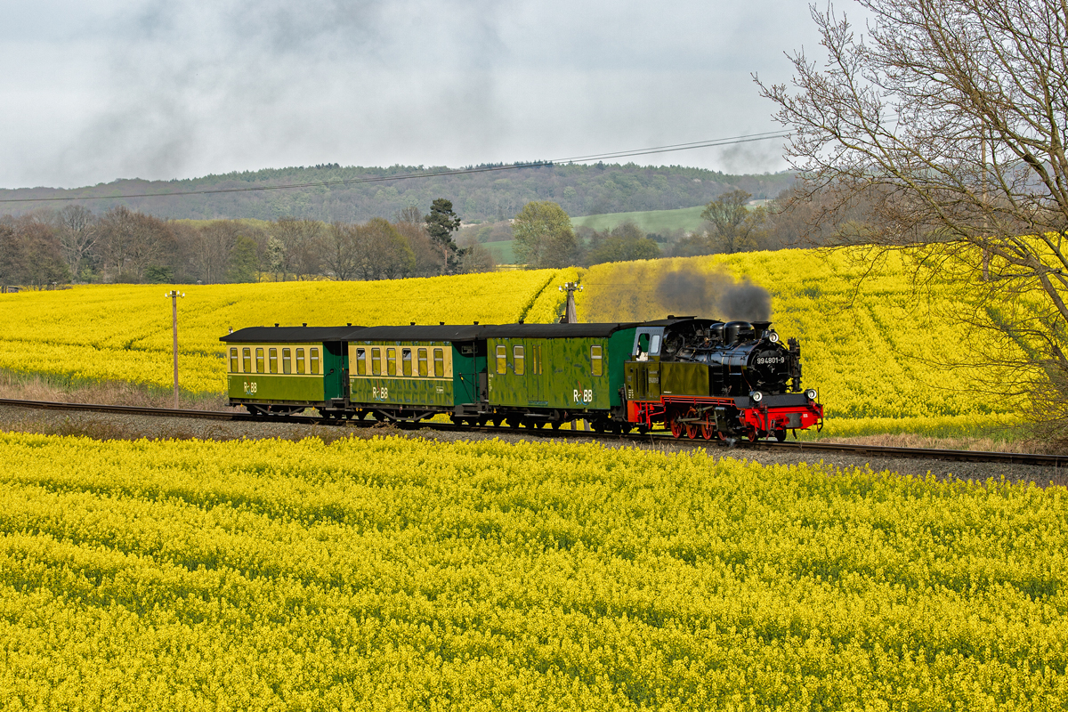 
Der Rasende Roland mit der Lok 99 4801 „im Rapsfeld“ zwischen Göhren und Putbus. Die Zuglänge mit zwei Reisezugwagen und einem Packwagen wurde den derzeitigen Umständen angepasst. - 24.04.2020