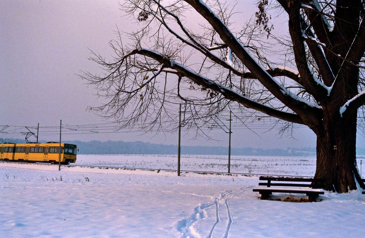 Der schönste Baum von Stuttgart-Plieningen mit einer zu dieser Zeit noch neuen Stadtbahn (der Baum ist nur in der Nähe von Plieningen). Ein Zug der Stadtbahnlinie 3 nähert sich auf dem Weg der früheren Filderbahn seinem Ziel Plieningen (1984).
