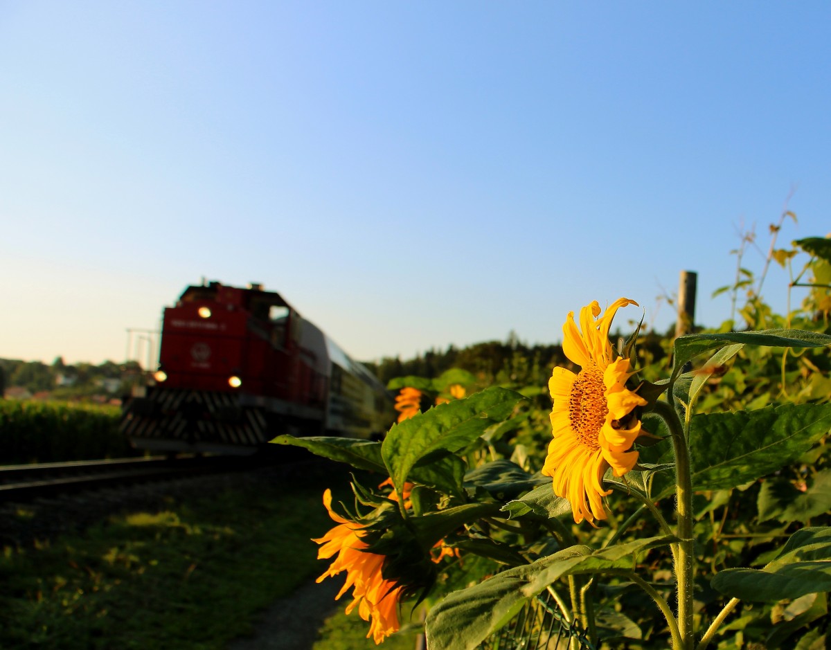 Der Sonne entgegen ,... So das Motto der vielen Sonnenblumen im Land die derzeit erblühen. R8554 am Morgen des 17.Juli 2014