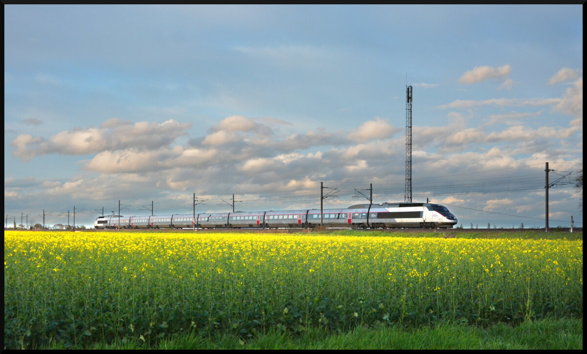 Der TGV 5535 Strasbourg - Lyon-Perrache fuhr am 01.04.2024 bei Ostheim (Oschta) im Elsass mit 220 km/h an diesem Rapsfeld vorbei.
