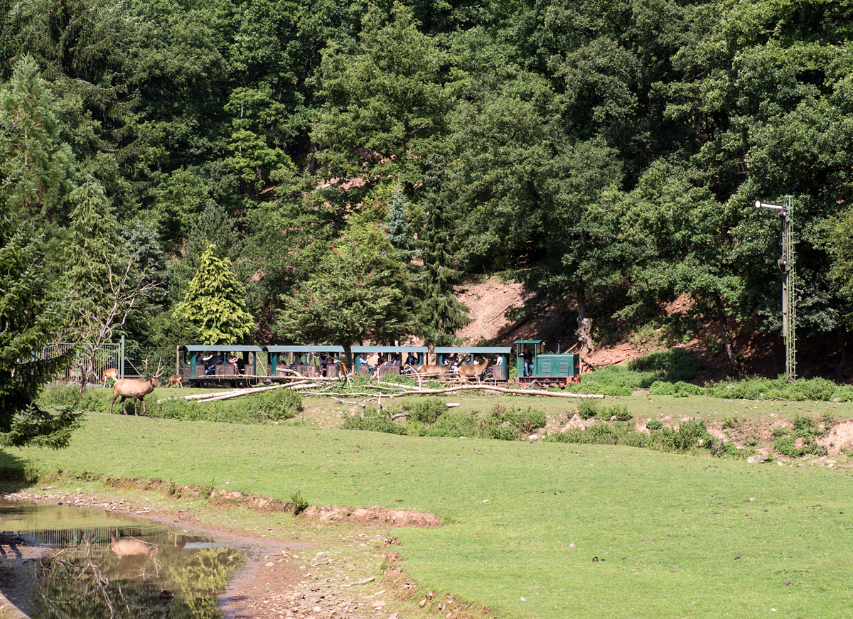 Der zweite Zwischenhalt des Tages zum hautnahen Wild-Füttern im Eifelzoo Lünebach wurde eingelegt. Der Hirsch spiegelt sich im Wasser. (26.08.15)