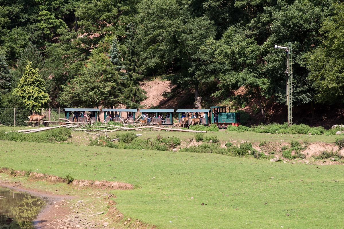 Der zweite Zwischenhalt des Tages zum hautnahen Wild-Füttern im Eifelzoo Lünebach wurde eingelegt. Der Hirsch bekommt ebenfalls Appetit. (26.08.15)