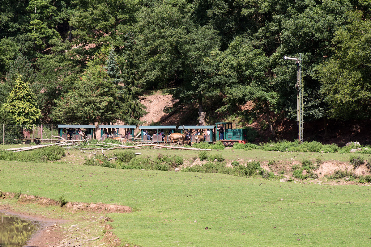 Der zweite Zwischenhalt des Tages zum hautnahen Wild-Füttern im Eifelzoo Lünebach wurde eingelegt. Der Hirsch erweckt mit seiner Nähe und Stattlichkeit großen Eindruck bei den fütternden Gästen. (26.08.15)