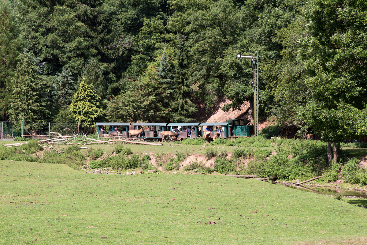 Der zweite Zwischenhalt des Tages zum hautnahen Wild-Füttern im Eifelzoo Lünebach wurde eingelegt. Geduldig schaut der Hirsch auf das Geschehen. (26.08.15)