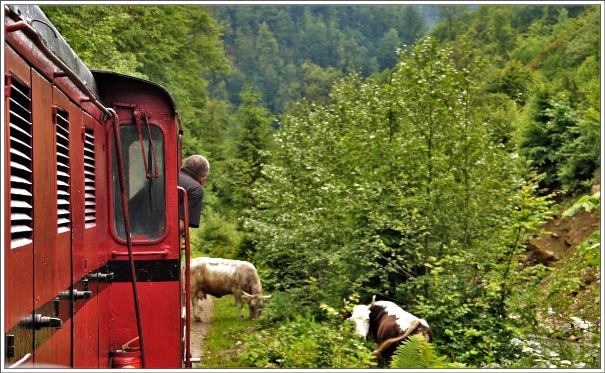 Des öftern versperrt eine Schafherde, ein Pferd oder wie hier eine Kuh den Weg. (12.06.2017)