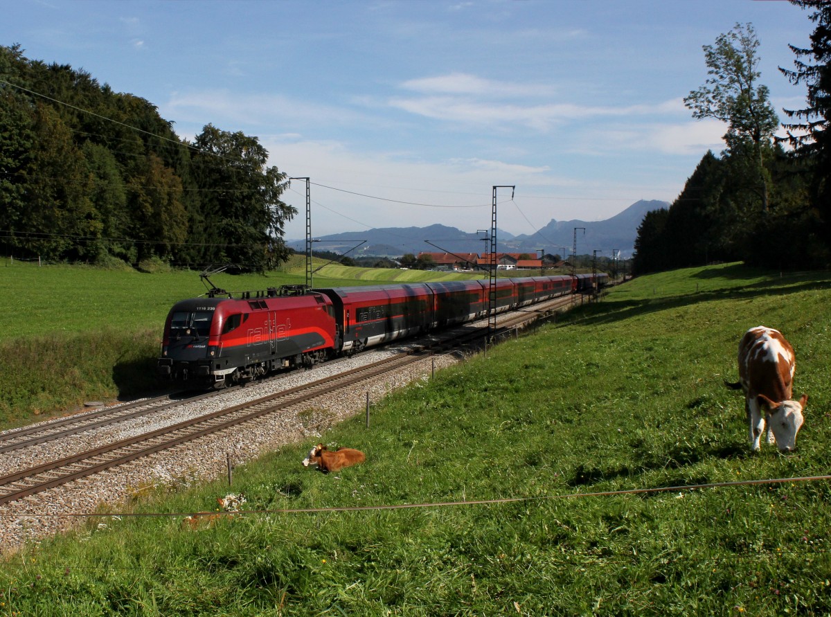 Die 1116 239 mit einem RJ am 19.09.2014 unterwegs bei Straß.