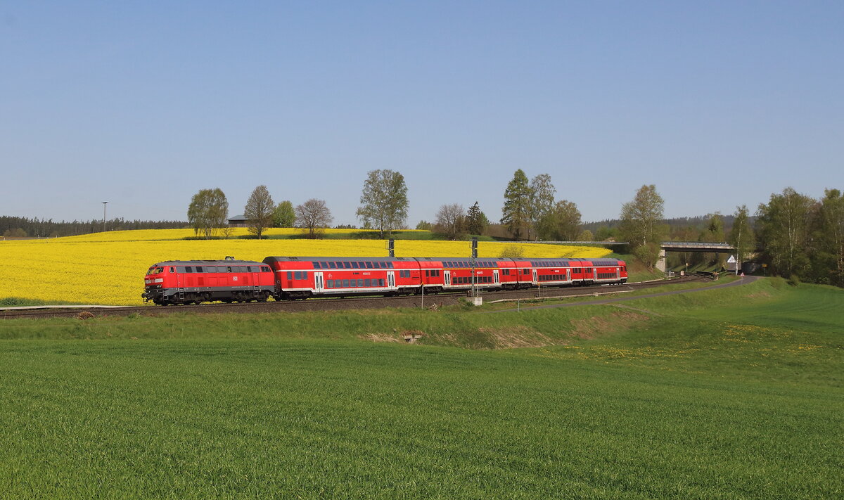 Die 281 433 am RE2 Hof - Regensburg -  München mit ihrem Dostozug konnte am 30.04.2024 nahe Großwendern mit dem blühenden Rapsfeld im Hintergrund aufgenommen werden. 