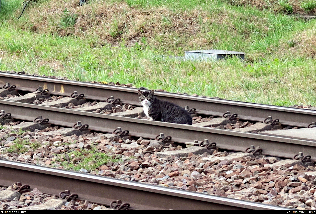 Die auf dem vorherigen Bild gezeigte Katze legt nun eine kleine Pause im Gleisbereich ein.
Aufgenommen an der Anrufschranke in Zscherben, Angersdorfer Straße, auf der Bahnstrecke Halle–Hann. Münden (KBS 590).
(vergrößerter Bildausschnitt)
[26.6.2020 | 18:46 Uhr]