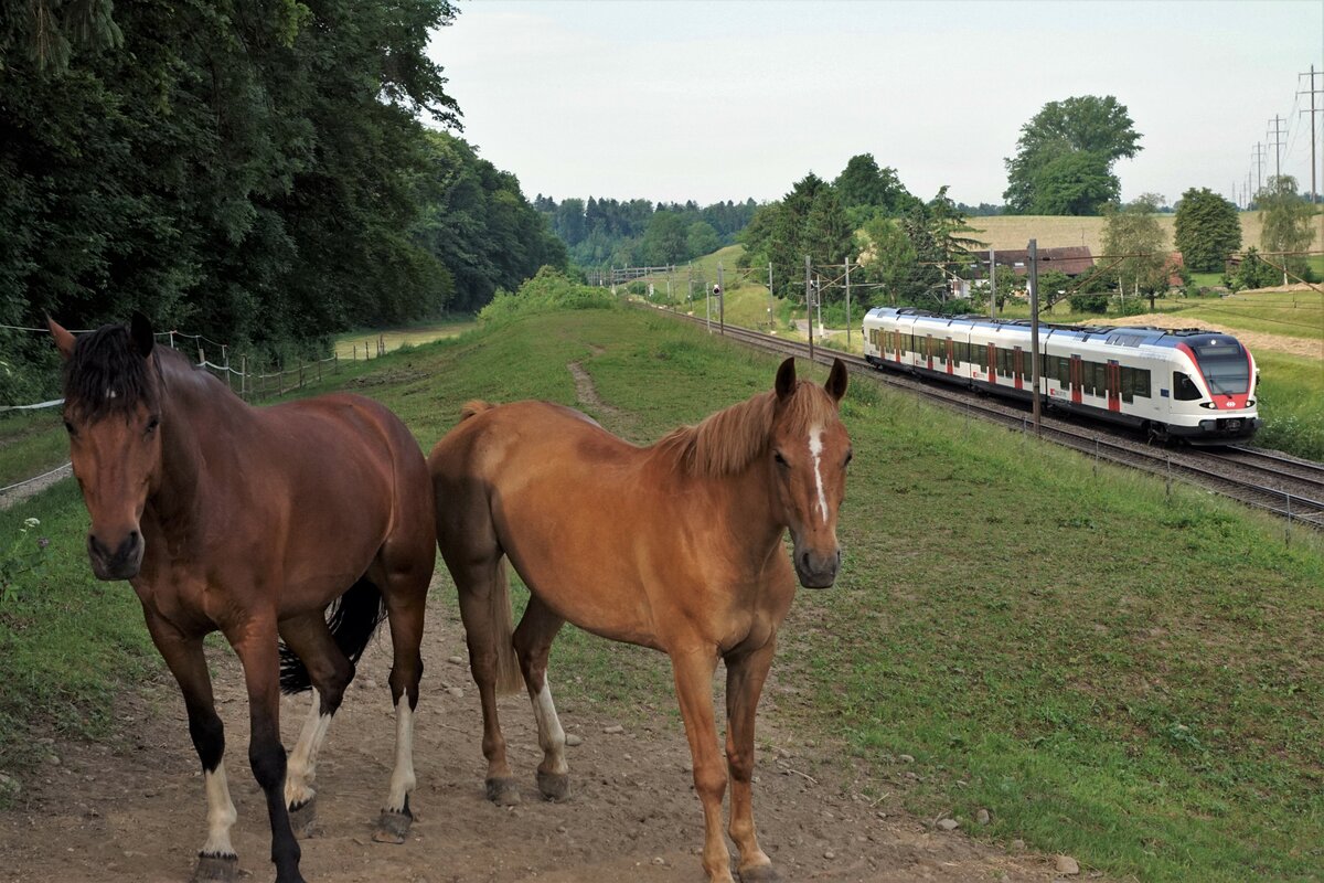 Die beiden hübschen Pferde scheinen sich am 17.Juni 2021 bei Niederbipp nicht gross um den Regionalzug Biel-Olten zu kümmern. 
Ihre Blicke richten sich dafür mit grossem Interesse auf den Bahnfotografen der den vorbeifahrenden STADLER Triebzug  RABe 523 Flirt verewigt.
Foto: Walter Ruetsch
