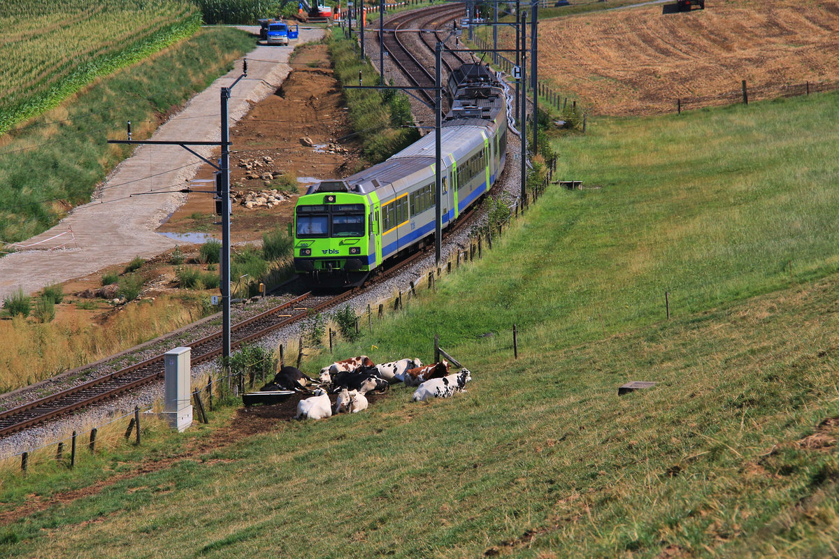 Die BLS in der grossen Hitze: Ganz schlaff and antriebslos liegen die Kühe auf der Wiese herum, während ein NPZ mit Steuerwagen ABt 980 Richtung Bern fährt. 7.August 2018 