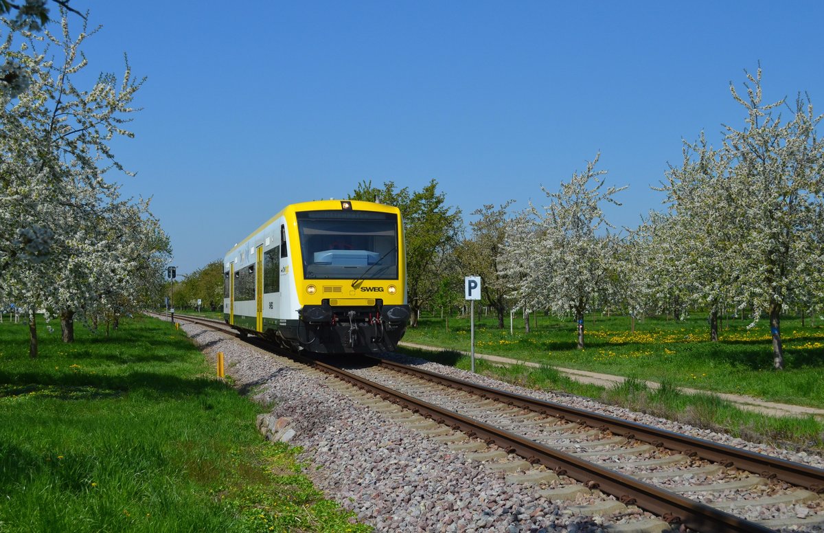 Die Blütezeit im Achertal bietet immer wieder lohnenswerte Motive. So konnte am 18.04.2019 der landesfarbene RegioShuttle der SWEG als SWE 71718 (RAH - ROTT) zwischen Achern und Oberachern fotografisch festgehalten werden.