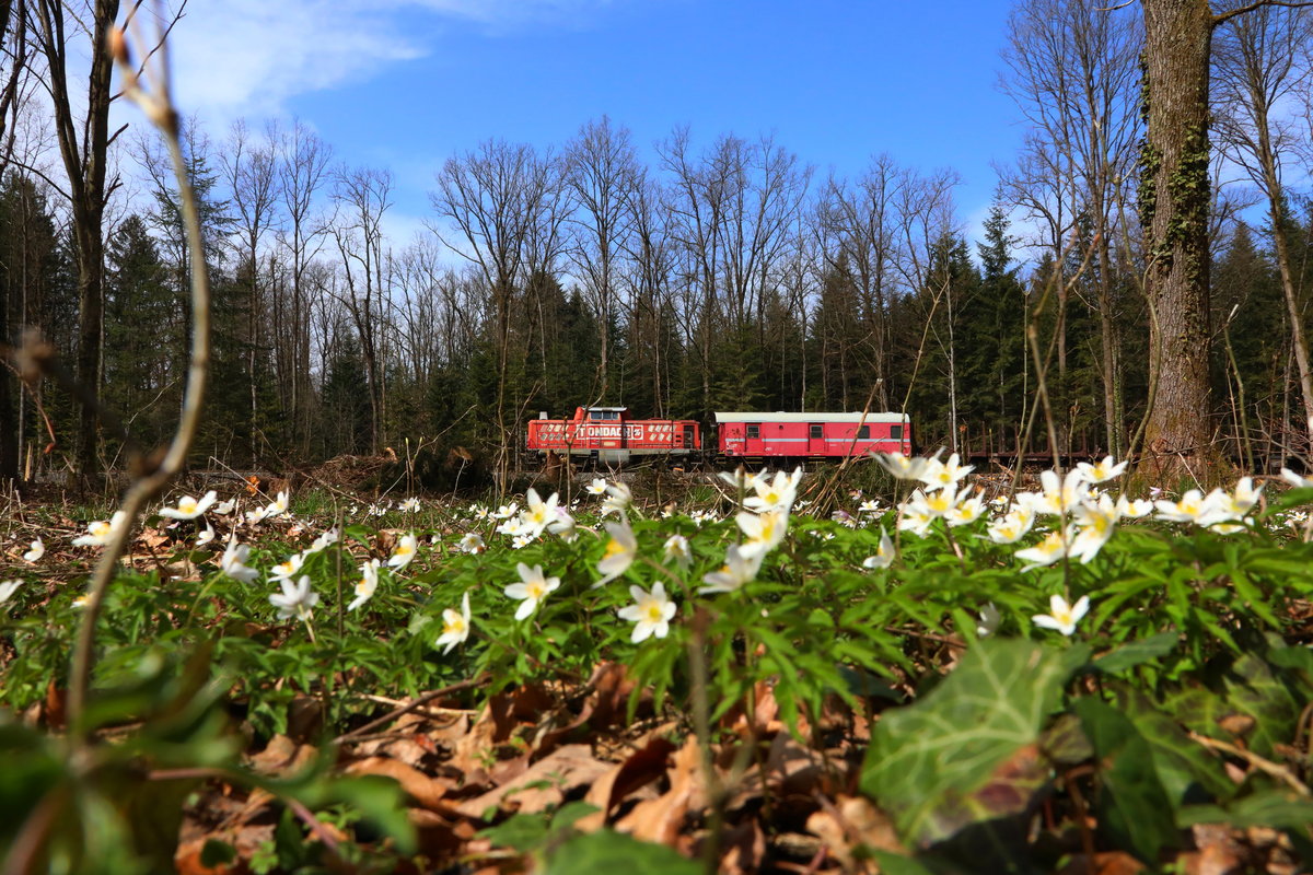 Die Buschwindröschen wuchern geradezu in den letzten Tagen ! 
Ein richtiger Augenschmaus sind die feinen Blüten wenn man sie näher betrachtet. 
Ich bin fast der Meinung das heuer viel mehr von diesen kleinen Schönheiten als in den letzten Jahren blühen. 
Ganz unberührt davon tut DH1100.2 ihren Dienst und rollt mit Ihrem unverkennbaren Sound und einem Güterzug am Haken in Richtung Wies. 
Bei Hohlbach am 9.April 2018

