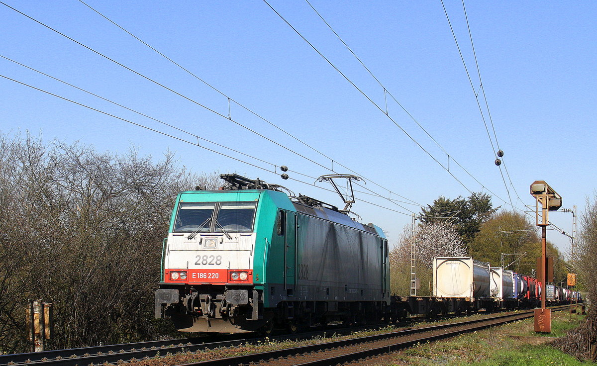 Die Cobra 2828 kommt aus Richtung Aachen-West und fährt die Gemmenicher-Rampe hoch mit einem langen Containerzug aus Gallarate(I) nach Antwerpen-Oorderen(B) und fährt in Richtung Montzen/Belgien. 
Aufgenommen an der Montzenroute am Gemmenicher-Weg. 
Bei schönem Frühlingswetter am Nachmittag vom 20.4.2016.