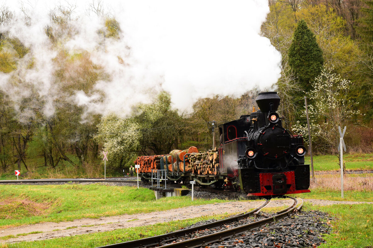 Die Dampflok 490.2002  ÁBEL  mit einem Fotogüterzug auf der Csömödér Waldbahn. Törösznek, 09.04.2022.