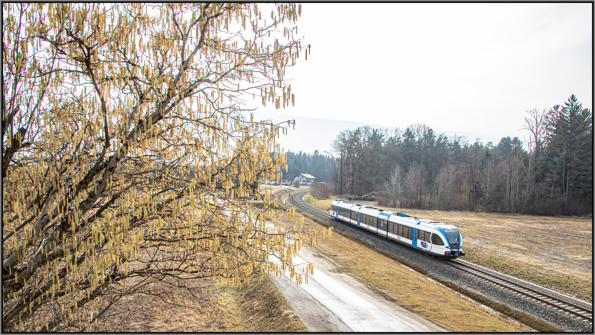 Die Farben des Frühlings kommen leider erst. 
Die Haselnuss gibt einen kleinen Vorgeschmack. 
25.02.2020