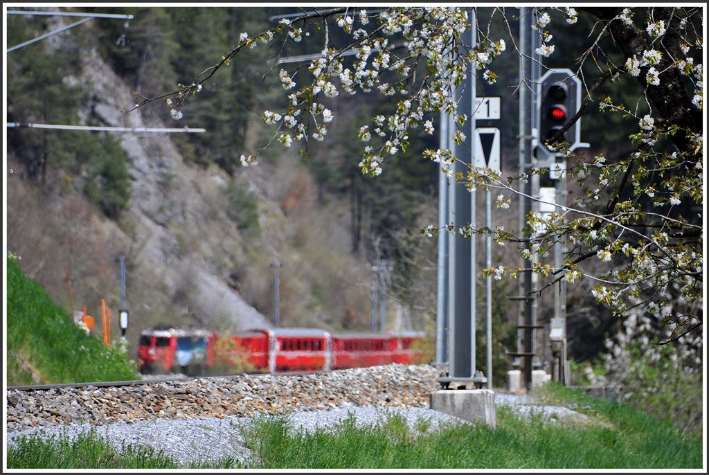 Die Frühlingssonne treibt die Kirschblüten und entwickelt schon eine enorme Hitze über den Geleisen bei Trin. RE1232 mit der Ge 4/4 II 615  Klosters  wirkt durch die flimmernde Luft schon ganz verschwommen. (20.04.2015)