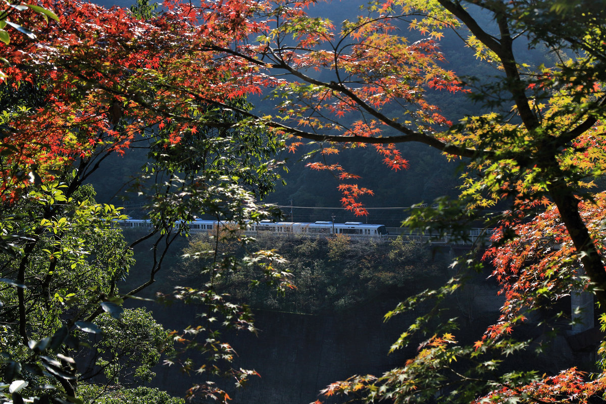 Die Haltestelle Hozukyô an der Strecke von Kyôto ins Hinterland. Durchs Herbstlaub Richtung Kyôto fahrend. 8.November 2018 