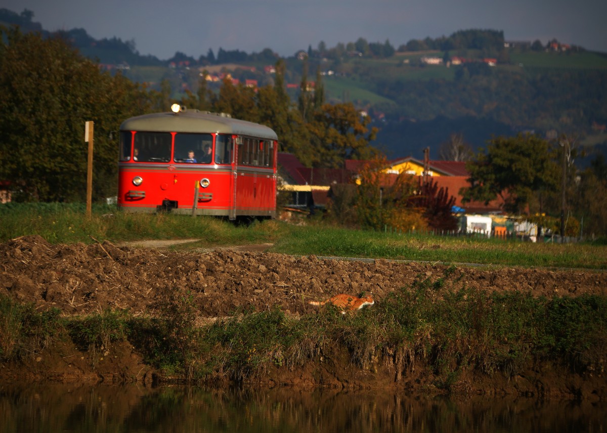 Die Katze rennt als wären die Pfoten verbrennt ,.... Wohl nicht gewohnt ist das Tierchen den regen Zugverkehr auf der längst ruhiger gewordenen Sulmtalbahn. Prarath am 18.10.2015