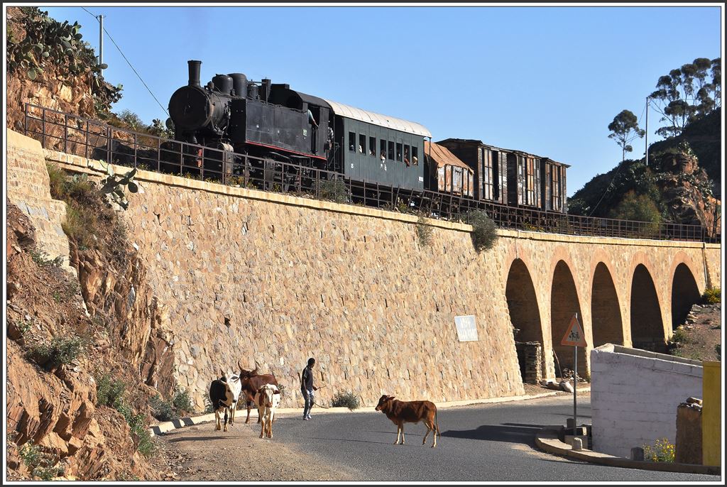 Die Kühe sind etwas verstöhrt angesichts der schnaubenden Dampflok über ihnen. (09.12.2014)