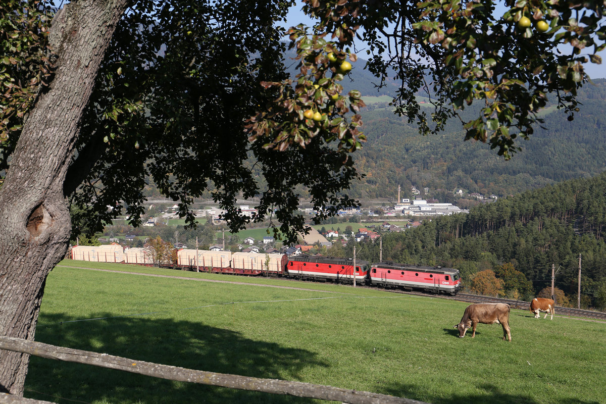 Die letzten Äpfel fallen auf der Apfelwiese,die den Kühen schmecken,wo im Hintergrund 1144.016+253 mit G-55509 vorbeifahren. Eichberg am 10.10.18
