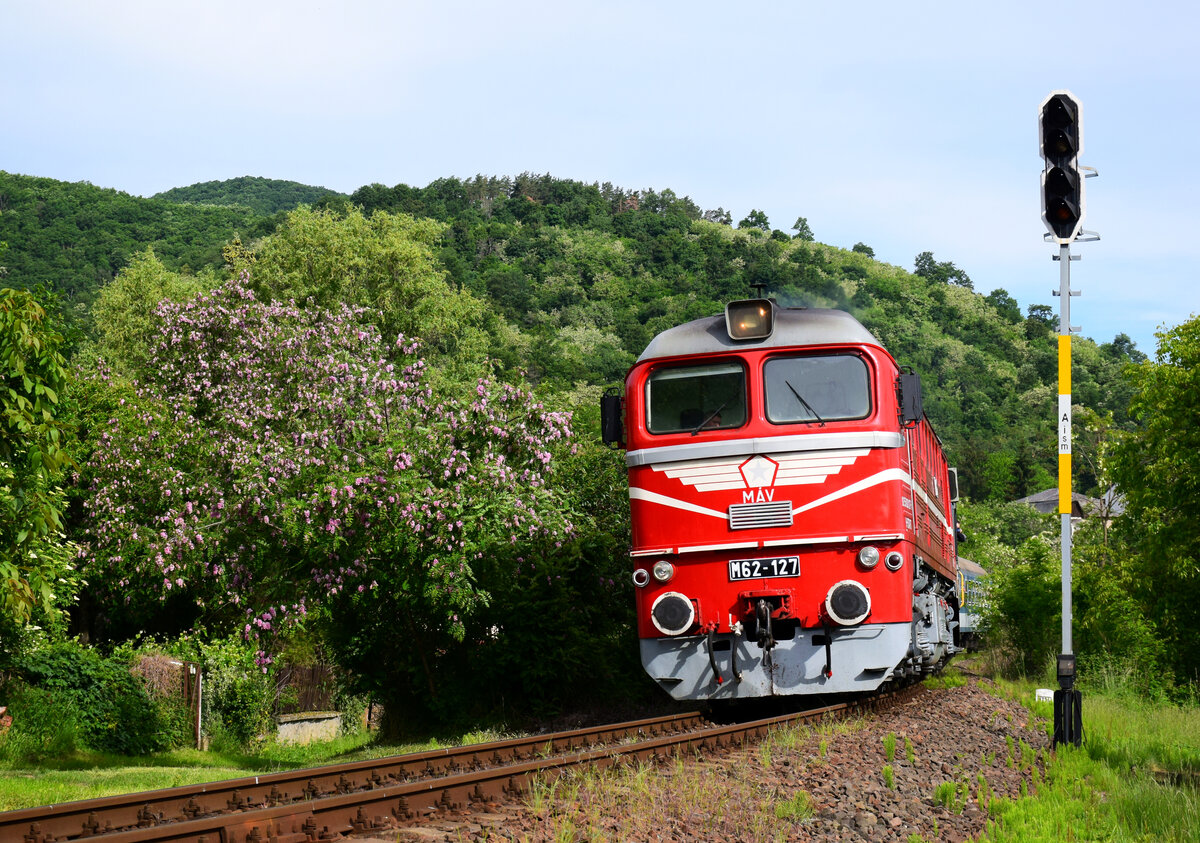 Die M62 127 mit dem Zug 5847 neben blühenden Akazien verlässt den Bahnhof Somoskőújfalu.
29.05.2022.
