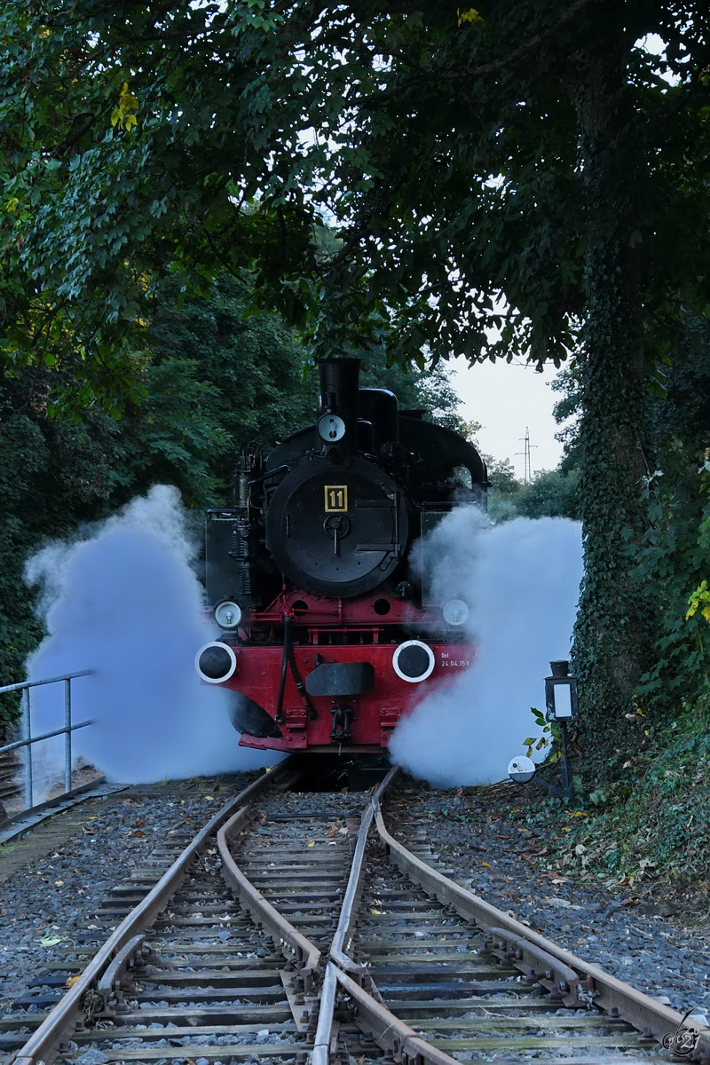Die Mallet-Lokomotive 11SM auf den letzten Metern in den Feierabend. (Brohl-Lützing, Oktober 2021)