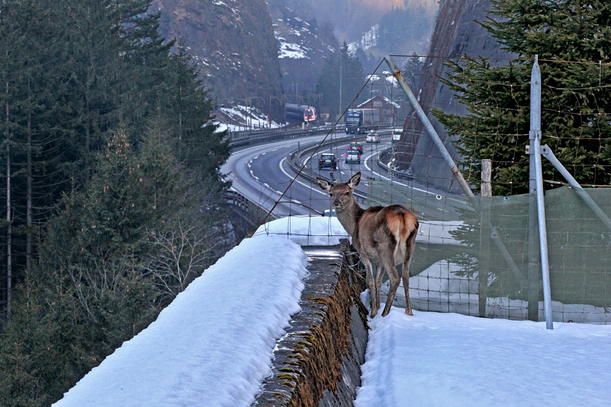 Die Natur scheint noch in Ordnung zu sein am Gotthardpass,Bild Gurtnellen 19.2.2015