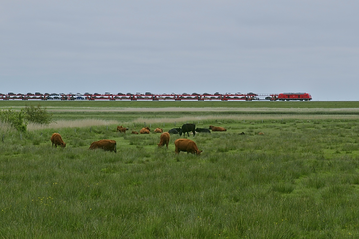 Die Nösse im Osten Sylts wird vorwiegend landwirtschaftlich genutzt, im Hintergrund ein von einer 245 gezogener Autozug nach Westerland (04.06.2022)