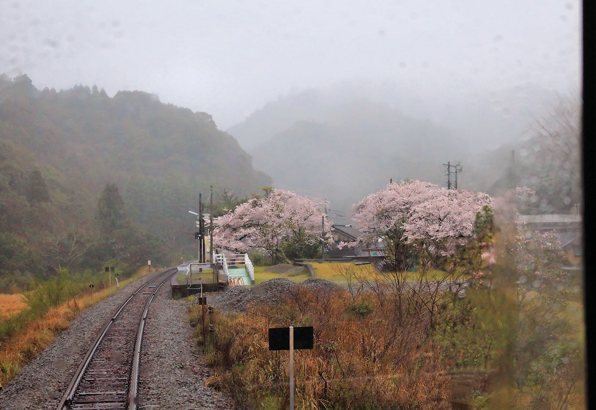 Die Ostküstenlinie der Insel Shikoku aus dem Triebwagen 1509. In einer verlorenen Landschaft mit still vor sich hinblühenden Kirschbäumen, Yamagawachi, 3.April 2015. 