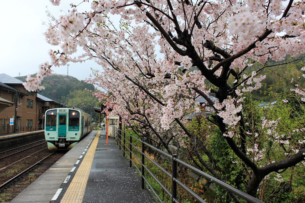 Die Ostküstenlinie der Insel Shikoku, Triebwagen 1509 unter Kirschblüten in Yuki. 3.April 2015. 