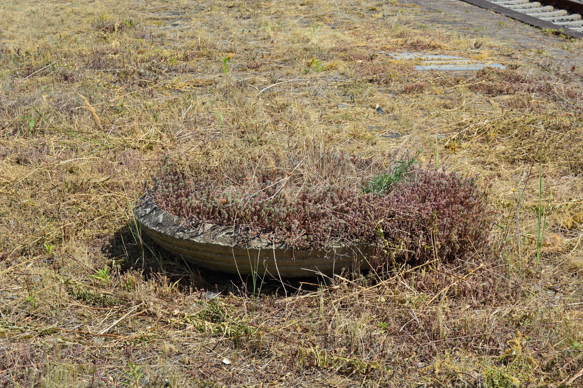 Die Pflanzenkübel in Frankleben deuten auf eine bessere Zeit des Bahnhofes hin. Heute verschwinden sie im Dickicht des Unkraut wenn nicht freigeschnitten wird.

Frankleben 07.08.2018